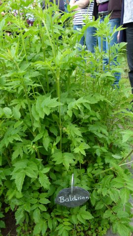 Kraeuterwanderung 2017