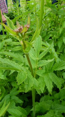 Kraeuterwanderung 2017