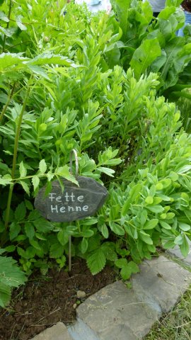 Kraeuterwanderung 2017