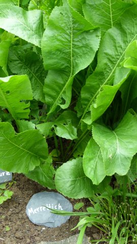 Kraeuterwanderung 2017