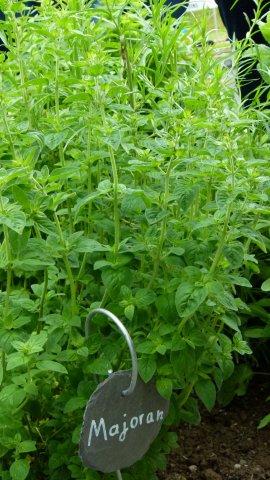 Kraeuterwanderung 2017