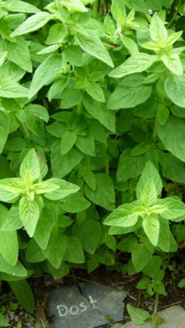 Kraeuterwanderung 2017