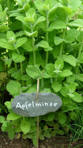 Kraeuterwanderung 2017