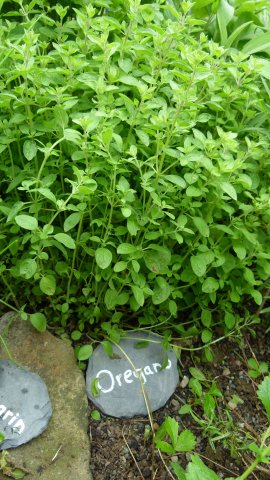 Kraeuterwanderung 2017