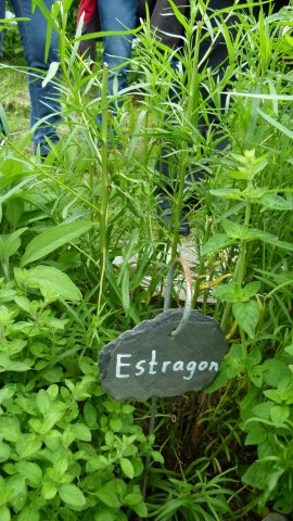 Kraeuterwanderung 2017