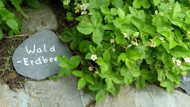 Kraeuterwanderung 2017