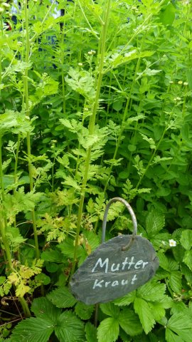 Kraeuterwanderung 2017