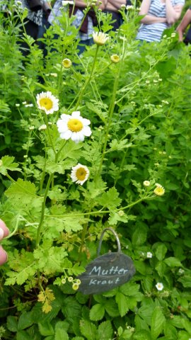 Kraeuterwanderung 2017