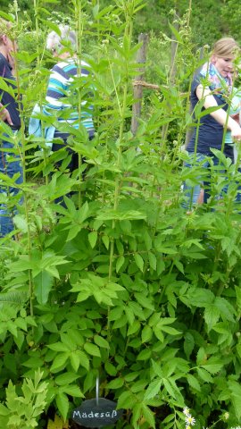 Kraeuterwanderung 2017