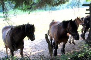 kfd_wanderung_20_20100706_1024341350